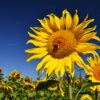 Harvesting Mexican Sunflower Seeds: A Guide to Collecting, Storing, and Using Nature’s Gold