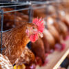 How to Establish a Profitable Chicken Poultry Farm: Key Insights for Successful Animal Farming