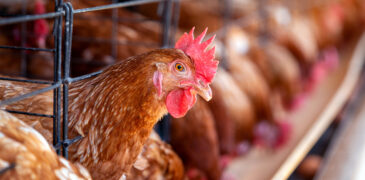 How to Establish a Profitable Chicken Poultry Farm: Key Insights for Successful Animal Farming